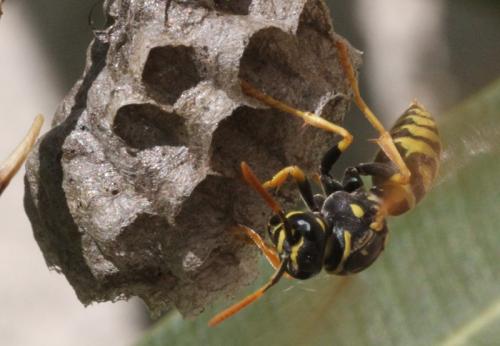 Polistes dominula